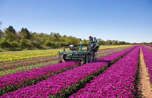 英2500萬朵郁金(jīn)香競相(xiàng)開(kāi)放(fàng) 花(huā)田如(rú)仙境