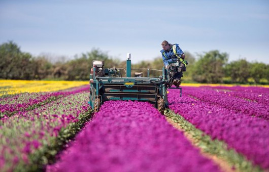 英2500萬朵郁金(jīn)香競相(xiàng)開(kāi)放(fàng) 花(huā)田如(rú)仙境