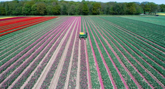 英2500萬朵郁金(jīn)香競相(xiàng)開(kāi)放(fàng) 花(huā)田如(rú)仙境