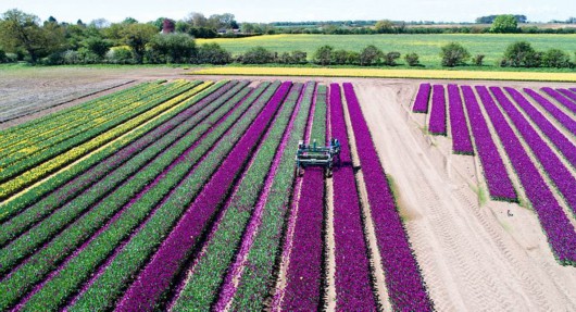 英2500萬朵郁金(jīn)香競相(xiàng)開(kāi)放(fàng) 花(huā)田如(rú)仙境