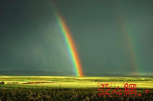 昭蘇縣62萬畝油菜花(huā)開(kāi) 花(huā)開(kāi)情動 花(huā)田醉人(rén)