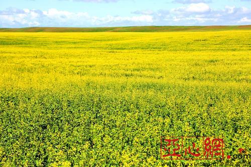 昭蘇縣62萬畝油菜花(huā)開(kāi) 花(huā)開(kāi)情動 花(huā)田醉人(rén)