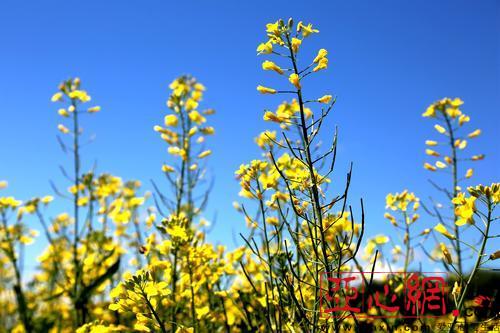 昭蘇縣62萬畝油菜花(huā)開(kāi) 花(huā)開(kāi)情動 花(huā)田醉人(rén)